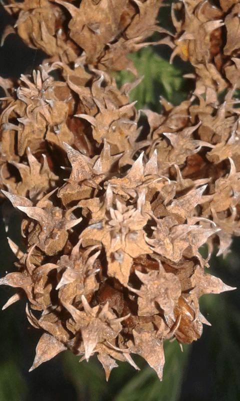Cupressaceae:  Cryptomeria japonica